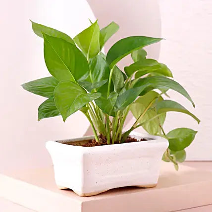 Money Plants In White Ceramic Planter